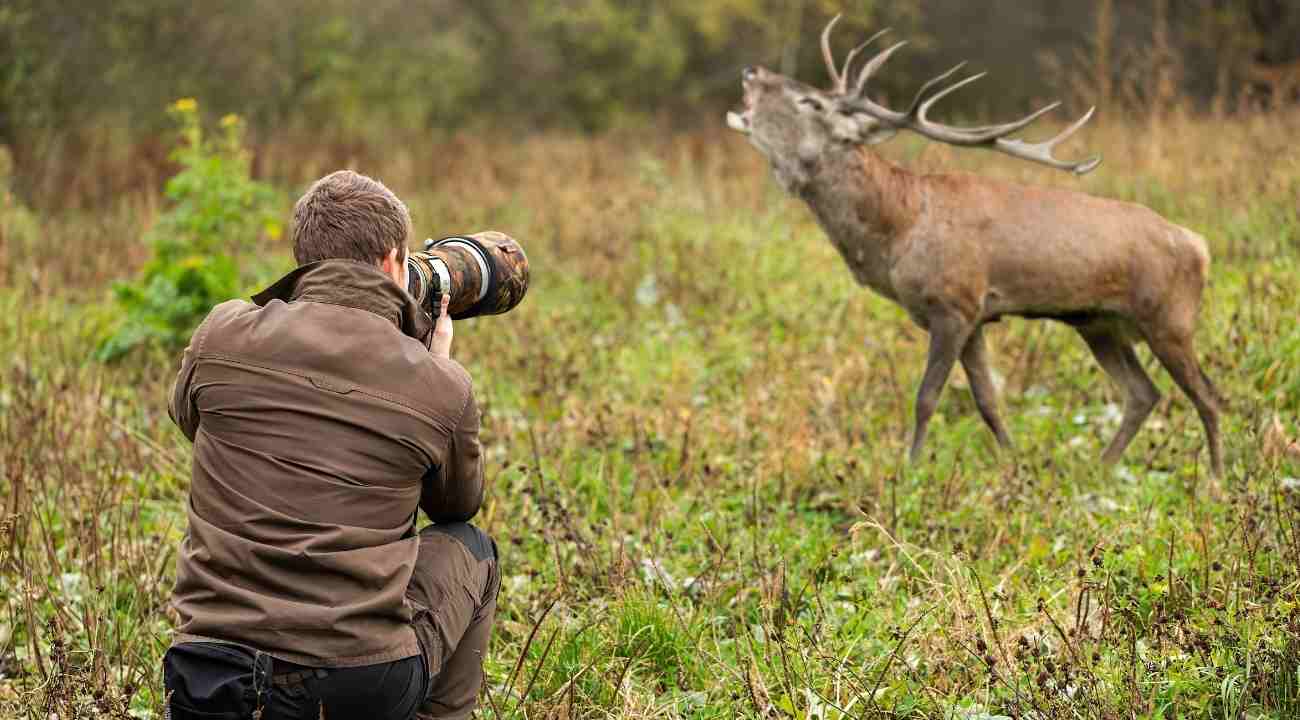 How to Choose the Best Wildlife Camera Lens?